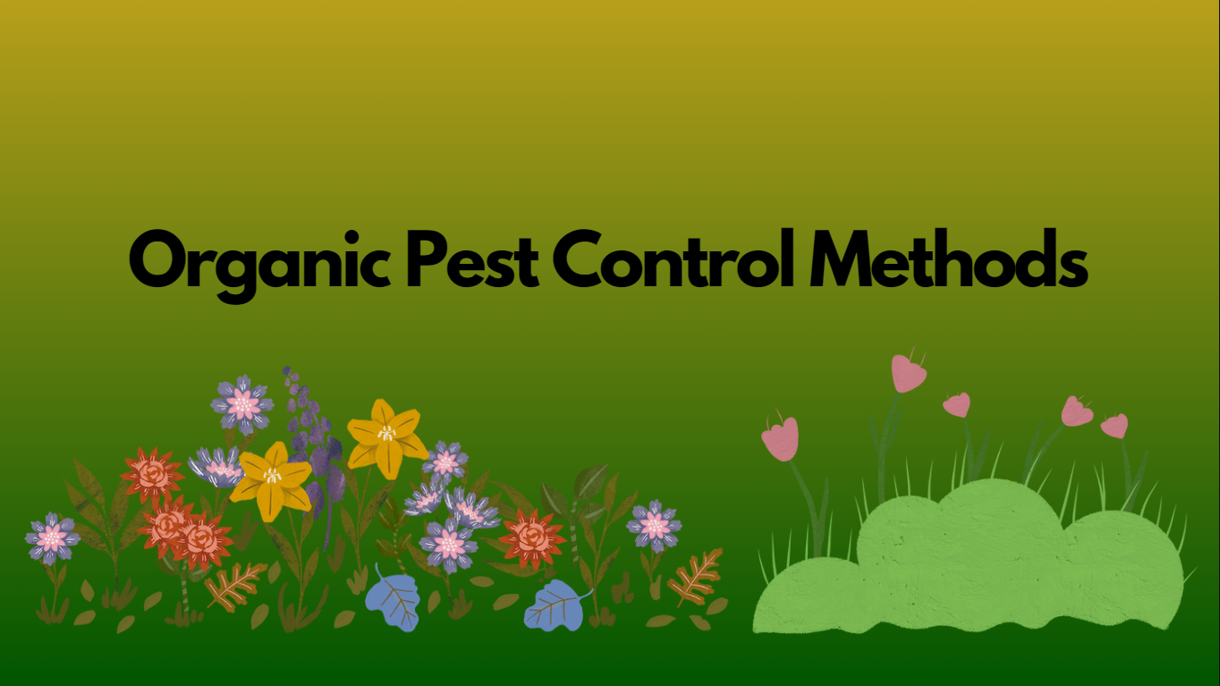 Guide To Organic Pest Control Methods In Your Home Roof Garden